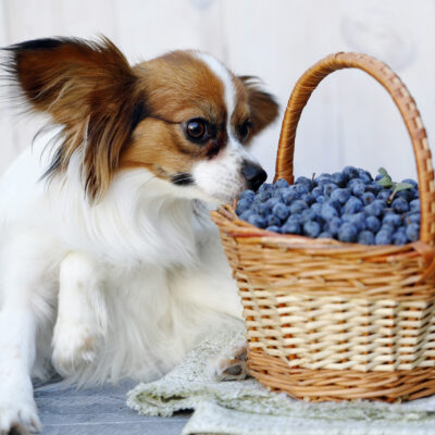 Identifying Food Allergies in Pets