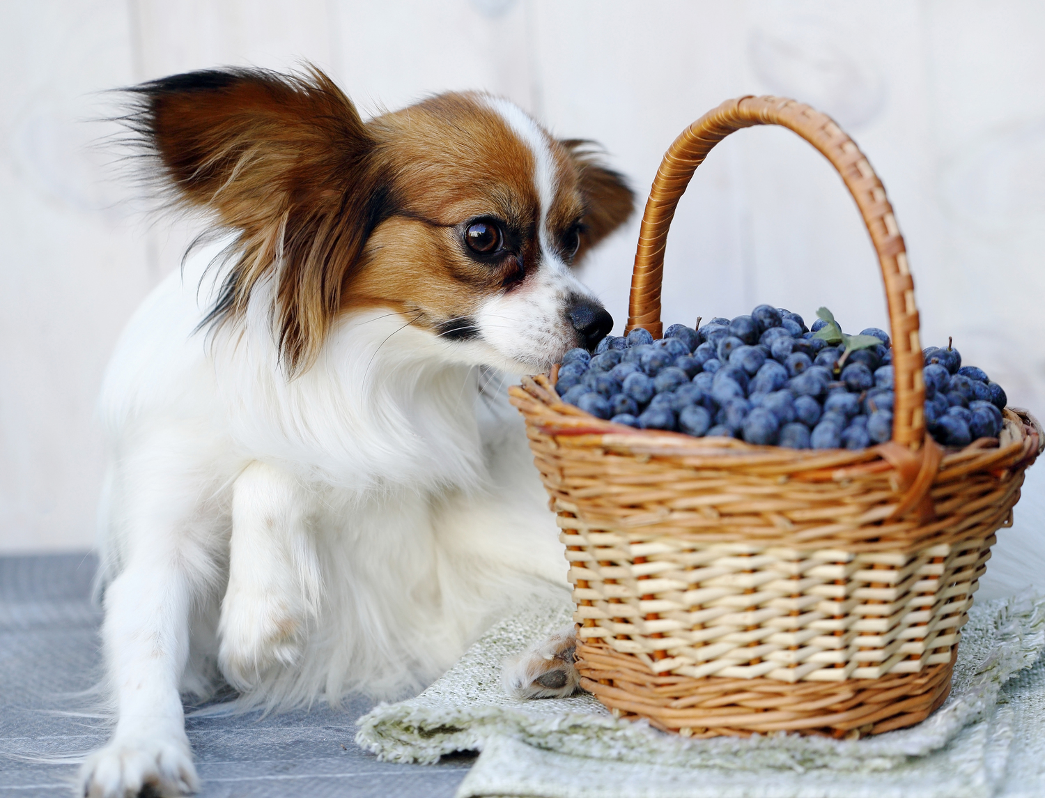 Identifying Food Allergies in Pets