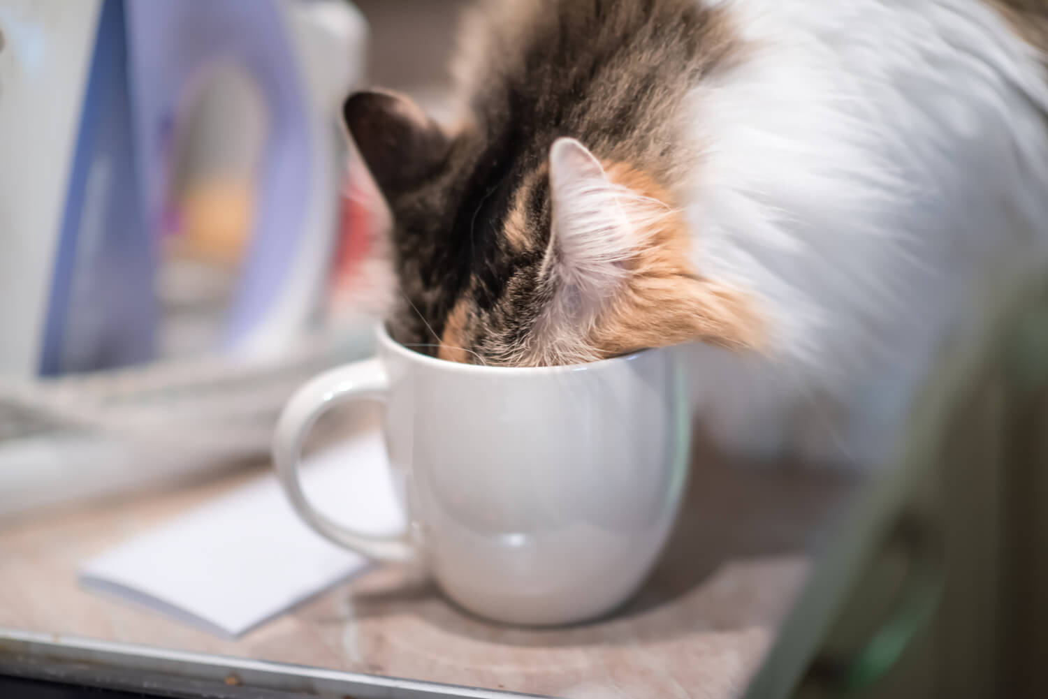 5 Harmful Human Foods for Cats